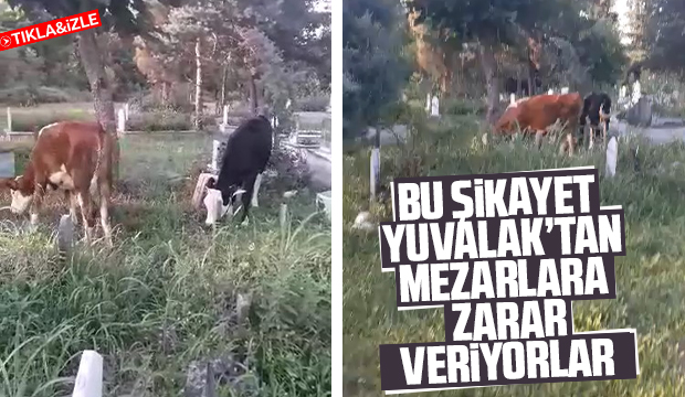 Bu şikayet Yuvalak'tan