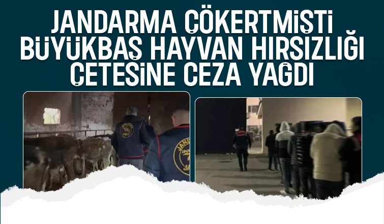 Büyükbaş hayvan hırsızlarına ceza yağdı