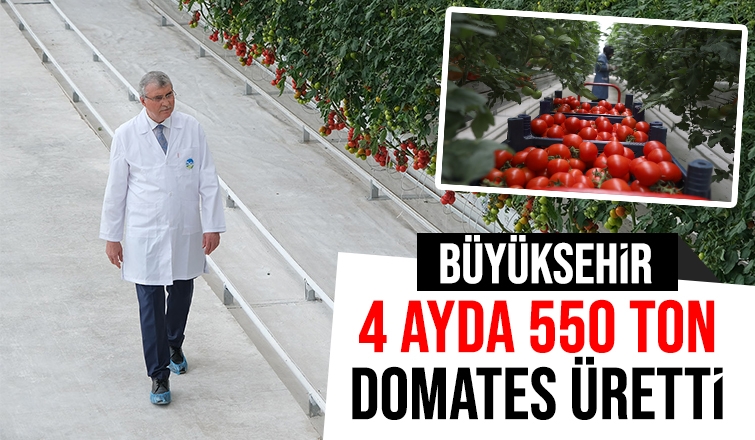 Büyükşehir 550 ton domates üretti