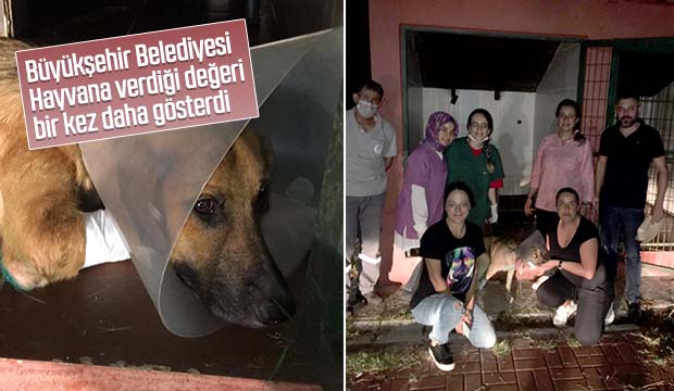 Büyükşehir Belediyesi Hayvana verdiği değeri bir kez daha gösterdi