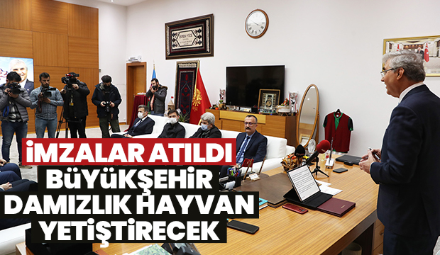 Büyükşehir damızlık hayvan yetiştirecek