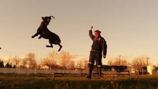 Büyükşehirin K9 Arama Kurtarma köpekleri göreve hazır