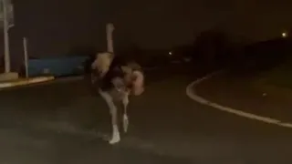 Caddede deve kuşu şaşkınlığı