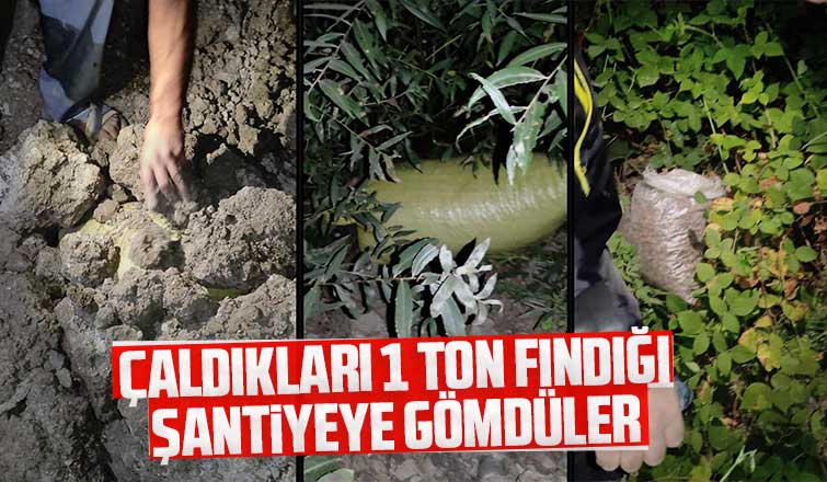 Çaldıkları 1 ton fındığı şantiyeye gömdüler