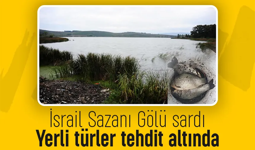 Çaltıcak Gölü'nde İsrail sazanı alarmı
