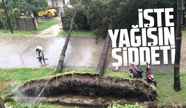 Çam Ağaçları Kökünden Sökülüp Devrildi