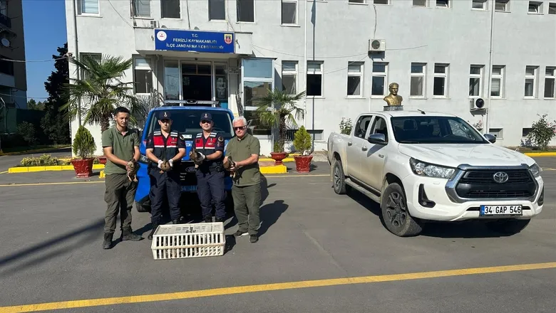 Canlı mühre ile ördek avına jandarma baskını