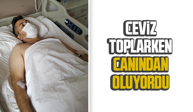 Ceviz ağacından düşüp hastanelik oldu