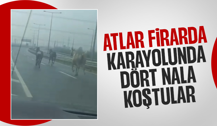 Çiftlikten firar eden atlar karayolunda dört nala koştu