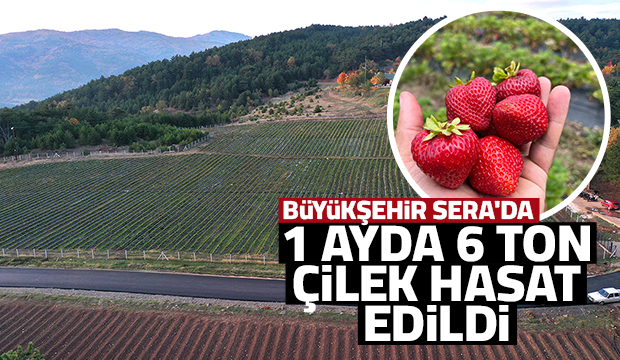 Çilek hasadının ikinci yılı bereketli başladı