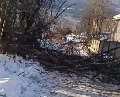 Çınar ağacı fırtınaya dayanamadı