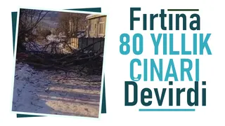 Çınar ağacı fırtınaya dayanamadı