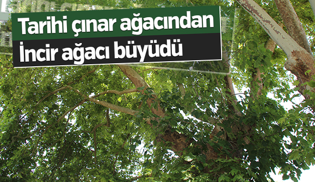 Çınar Ağacının içinden İncir Ağacı Çıktı
