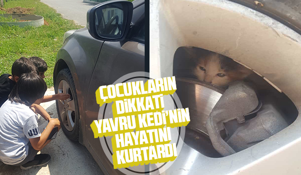 Çocukların dikkati yavru kedinin hayatını kurtardı