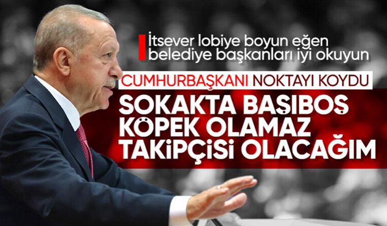 Cumhurbaşkanı Erdoğan başıboş köpek sorunuyla ilgili konuştu: Güvenli sokaklar için ne gerekiyorsa yapacağız