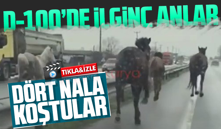 D-100de dört nala koştular