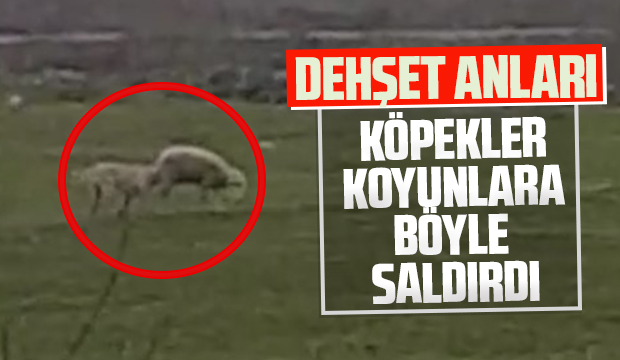 Dehşet anları köpekler koyunlara böyle saldırdı
