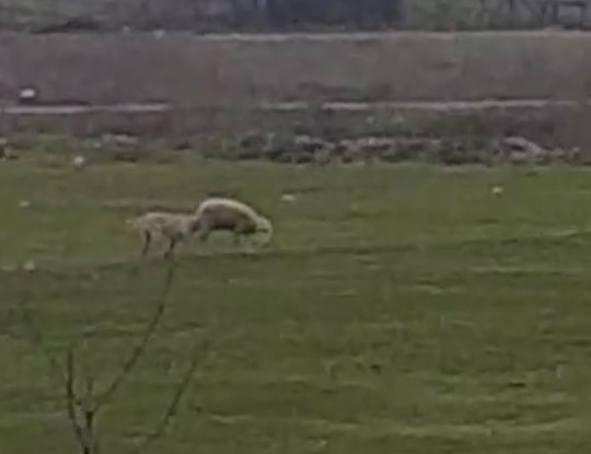 Dehşet anları köpekler koyunlara böyle saldırdı