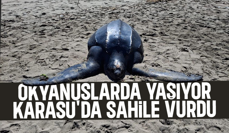 Deniz kaplumbağası Karasu sahiline vurdu