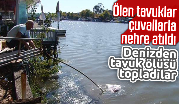 Denizden tavuk ölüsü topladılar