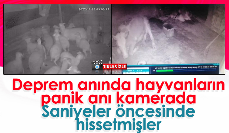 Depremi saniyeler öncesinde böyle hissettiler