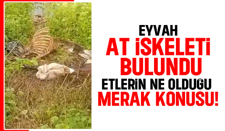 Dere kenarında at kemikleri bulundu