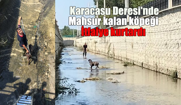 Dere yatağında mahsur kalan köpeği itfaiye kurtardı
