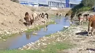 Dereye atık boşaltıldı, hayvanlar öldü iddiası