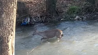 Dereye inen Karaca böyle görüntülendi