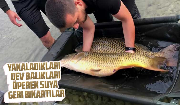 Dev balıkları yakalayıp suya geri bıraktılar