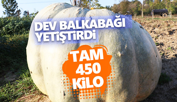 Dev balkabağı yetiştirdi