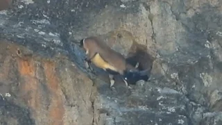 Dev boynuzları ile dar mağaraya böyle girdi