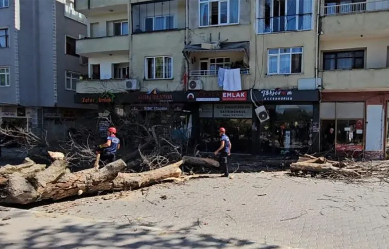 Dev çınar binanın üzerine devrildi