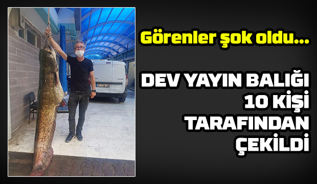 Dev yayın balığı yakaladılar
