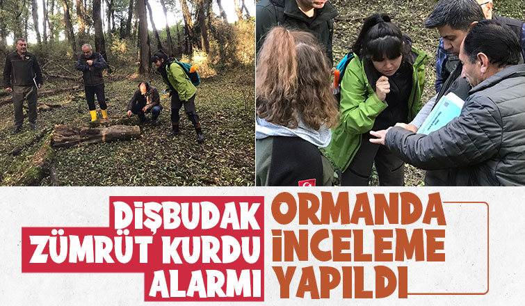 Dişbudak zümrüt kurdu alarmı
