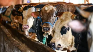 Diyanet vekaletle kurban kesim ücretlerini açıkladı; İşte yurt içi ve yurt dışı fiyatlar