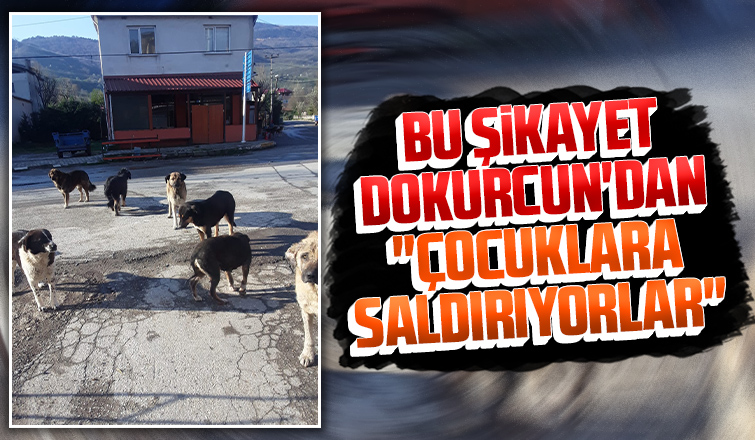 Dokurcun'dan köpekler çocuklara saldırıyor şikayeti