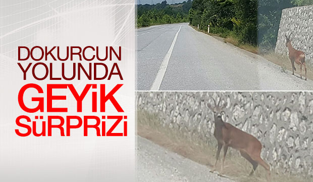 DOKURCUN YOLUNDA GEYİK GÖRÜLDÜ