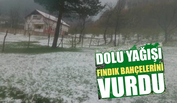 Dolu fındık bahçelerini vurdu