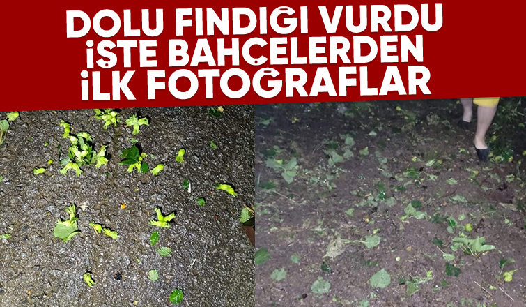 Dolu yağışı Ferizli ve Karasu'da fındığı vurdu