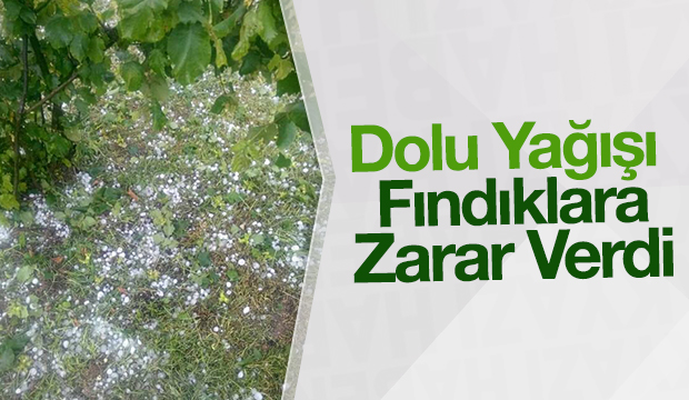 DOLU YAĞIŞI FINDIKLARA BÜYÜK ZARAR VERDİ