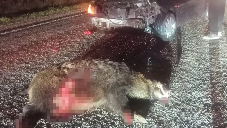 Domuza çarpan otomobil hurdaya döndü: 1 yaralı