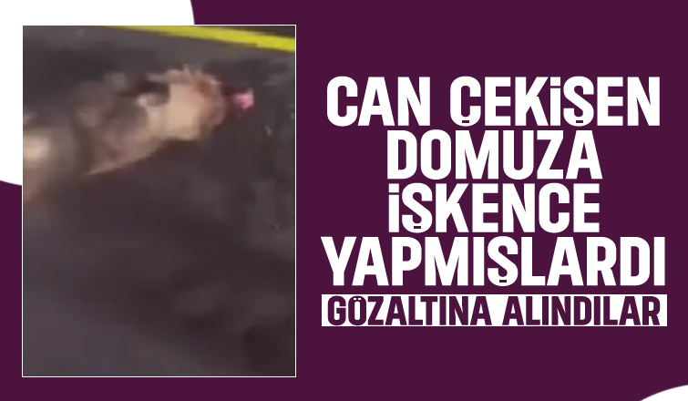 Domuza işkence yapan gençler gözaltına alındı
