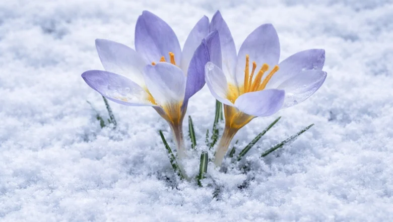 Dünyada bir tek Keltepe'de yetişiyor