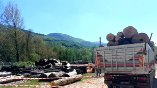 Düşen tomruğun altına kalan işçi hayatını kaybetti