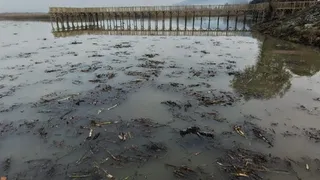 Efteni Gölü’nde korkutan fokurtu