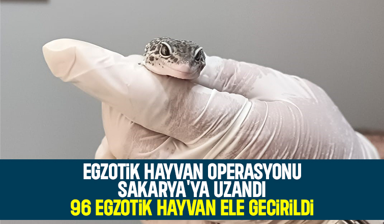 Egzotik hayvan operasyonu Sakarya'ya uzandı