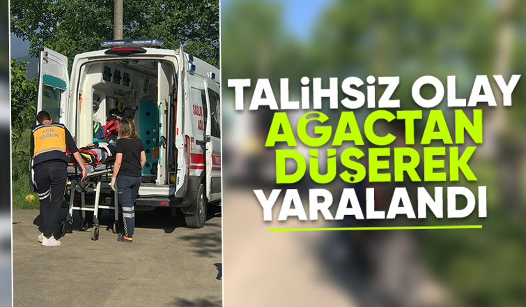 Erik Ağacından düşen kadın hastanelik oldu