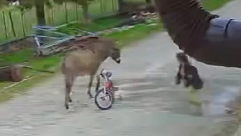 Eşek çocuğa saldırıp ağır yaraladı