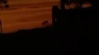 Ev sahibi tilkiyi köpeklerden korudu